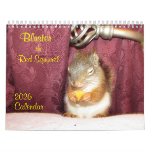 Bluster the Red Squirrel 2026 Calendar