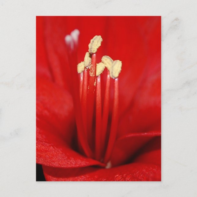 Blütenstaub Postcard (Front)