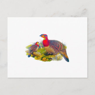 Blyth's Tragopan or Greyed-bellied Tragopan Postcard