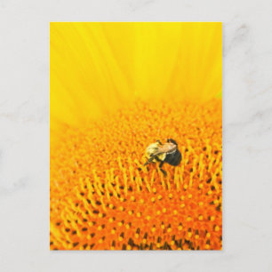 BNo2: Bee-licious Number 2 Postcard