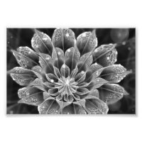 BnW Fractal Dahlia Flower via Electron Microscope