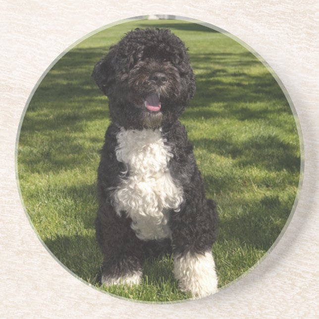 Bo Obama Coaster (Front)