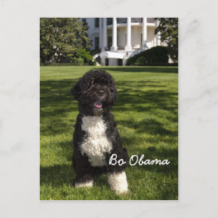 Bo Obama Postcard
