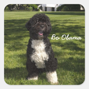 Bo Obama Square Sticker