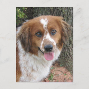 Bo Postcard