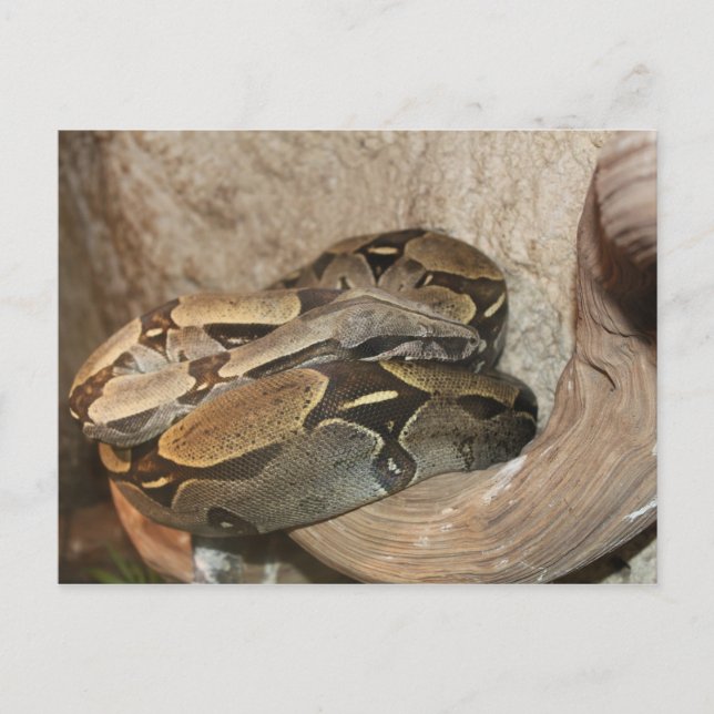 Boa Constrictor # 2 Postcard (Front)