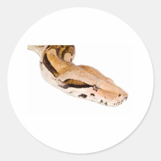 Boa Constrictor Classic Round Sticker