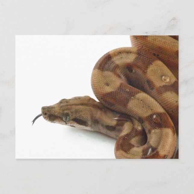 Boa Constrictor Coiled, Flicking Tongue Postcard (Front)