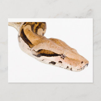 Boa Constrictor Postcard