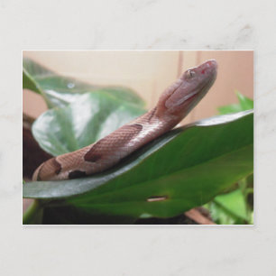 Boa Photograph Postcard