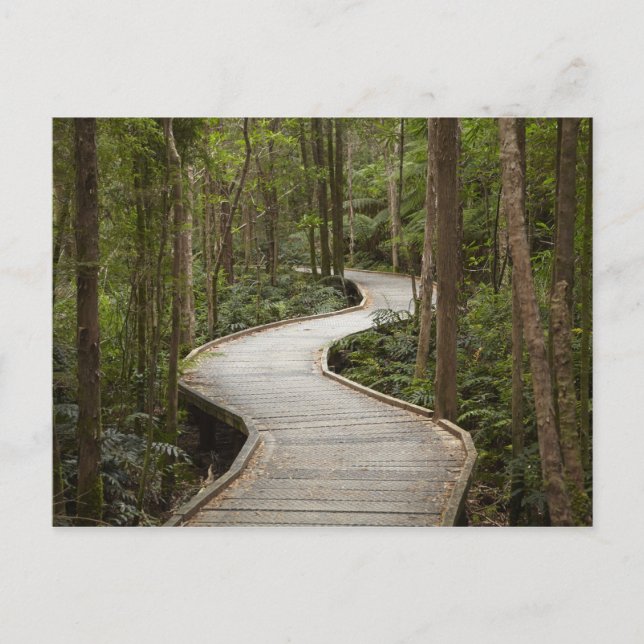 Boardwalk to Nelson Falls, Franklin - Gordon Postcard (Front)