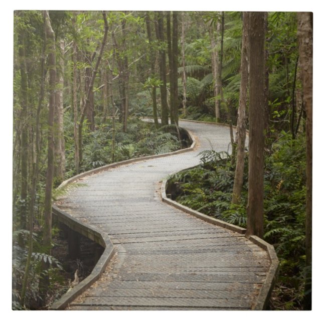 Boardwalk to Nelson Falls, Franklin - Gordon Tile (Front)