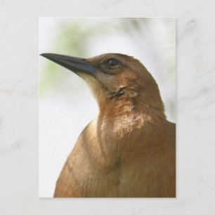 Boat Tailed Grackle Bird Photo Postcard