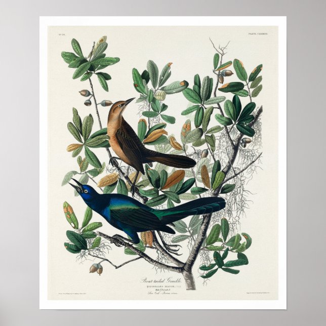 Boat-tailed Grackle by Audubon Poster (Front)