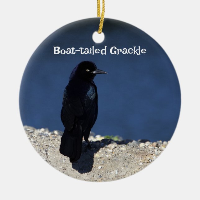 Boat-tailed Grackle Ornament  (Front)
