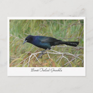 Boat-Tailed Grackle Postcard