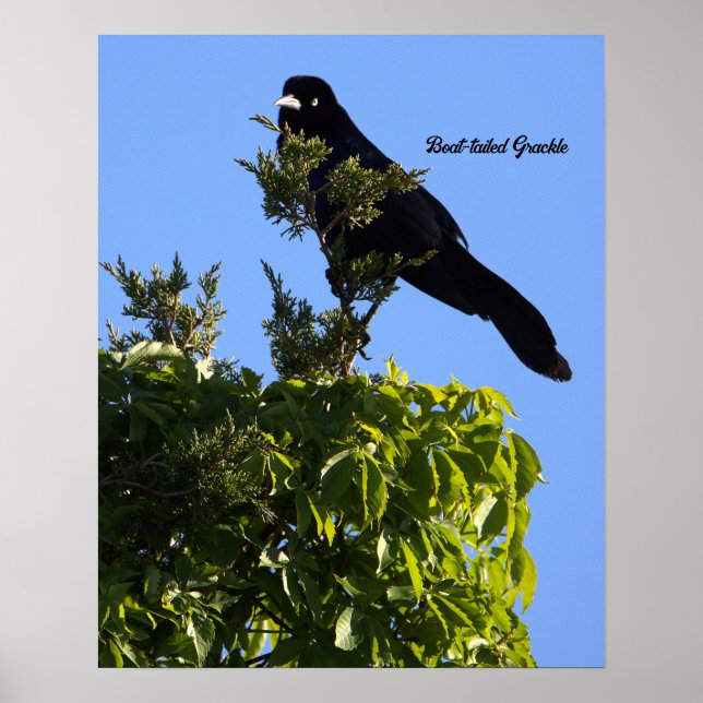 Boat-tailed Grackle Poster (Front)