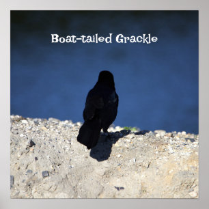 Boat-tailed Grackle Poster