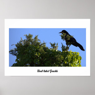 Boat-tailed Grackle Poster