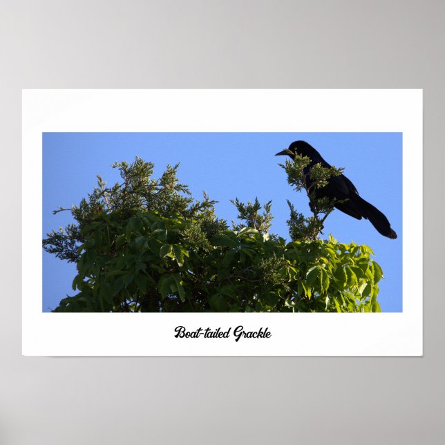 Boat-tailed Grackle Poster (Front)