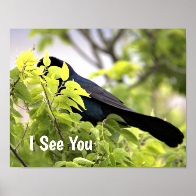 Boat-tailed Grackle Poster (Front)