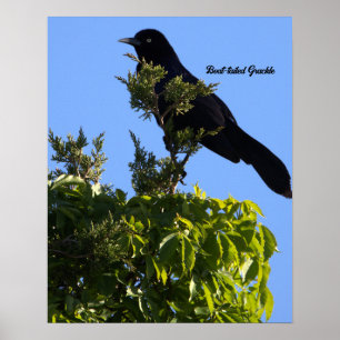 Boat-tailed Grackle Poster