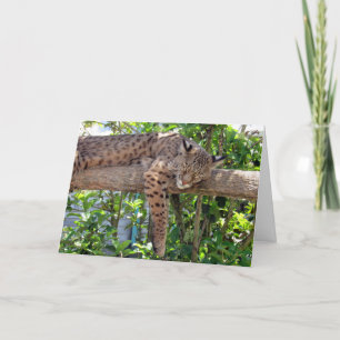 Bob Cat - Cat Nappin' Father's Day Card