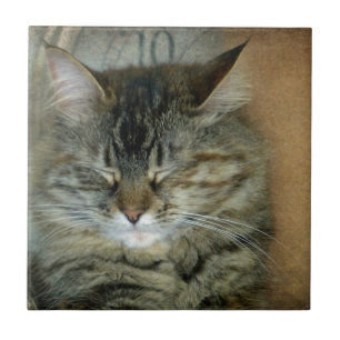 Bob Ceramic Tile