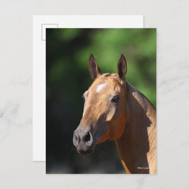 Bob Langrish | Akhal Teke Headshot Postcard (Front/Back)