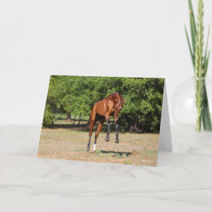 Bob Langrish   Akhal Teke Stallion Leaping Card