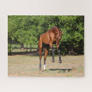 Bob Langrish Akhal Teke Stallion Leaping Jigsaw Puzzle
