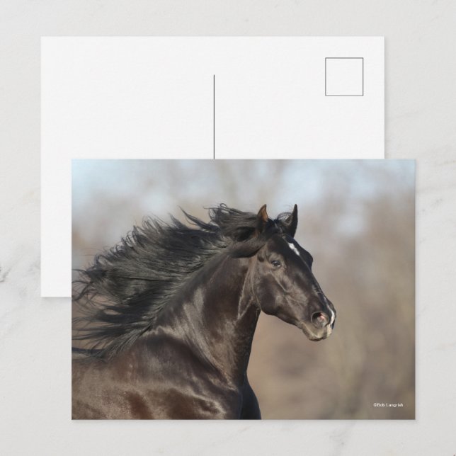 Bob Langrish | Andalucian Headshot Mane Flowing Postcard (Front/Back)
