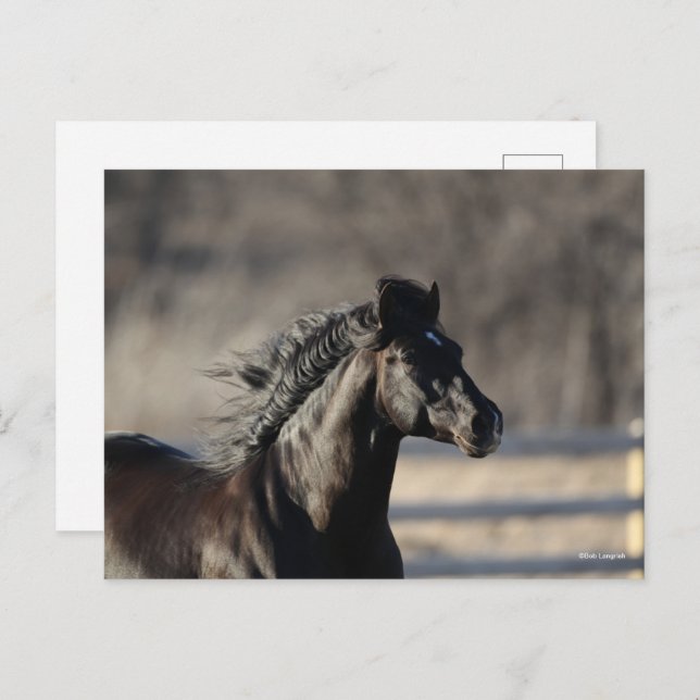 Bob Langrish | Andalucian Headshot Mane Flowing Postcard (Front/Back)
