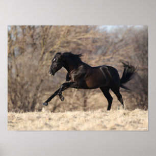 Bob Langrish   Andalucian Running Poster