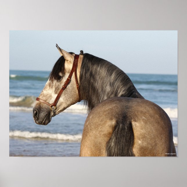 Bob Langrish | Andalucian Stallion Headshot Sea Poster (Front)