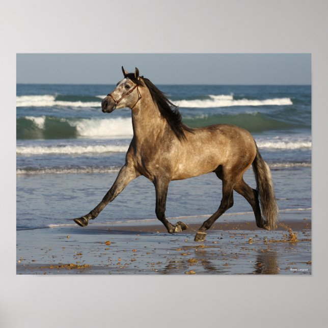 Bob Langrish Andalucian Stallion Running On Beach Poster (Front)