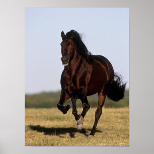 Bob Langrish   Andalucian Stallion Running Poster