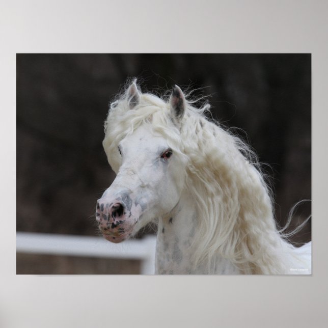 Bob Langrish Appaloosa Friesian Stallion Headshot Poster (Front)