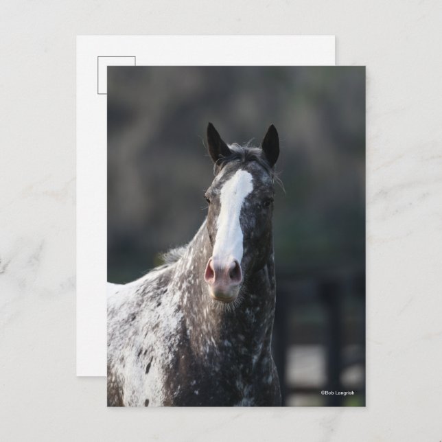 Bob Langrish | Appaloosa Headshot Postcard (Front/Back)