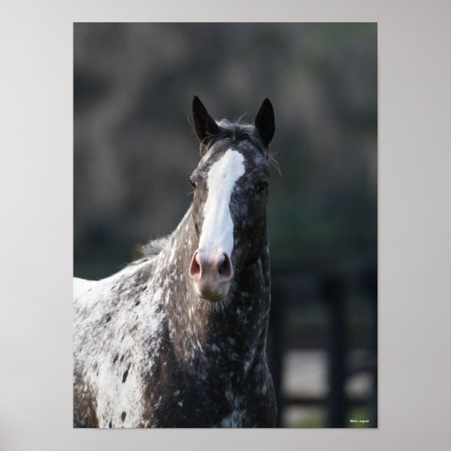 Bob Langrish | Appaloosa Headshot Poster (Front)