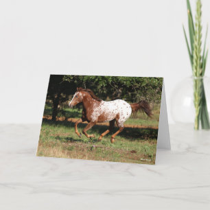Bob Langrish   Appaloosa Horse Running Card