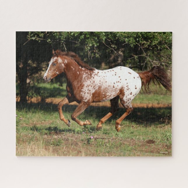 Bob Langrish | Appaloosa Horse Running Jigsaw Puzzle (Horizontal)