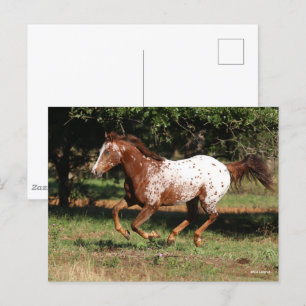 Bob Langrish   Appaloosa Horse Running Postcard