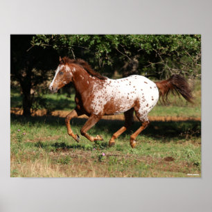 Bob Langrish   Appaloosa Horse Running Poster