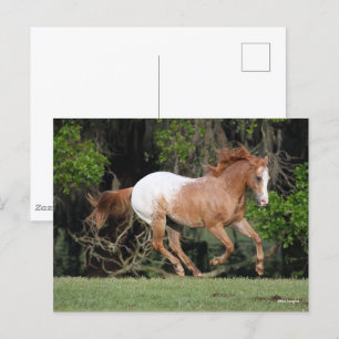 Bob Langrish Appaloosa Running Postcard