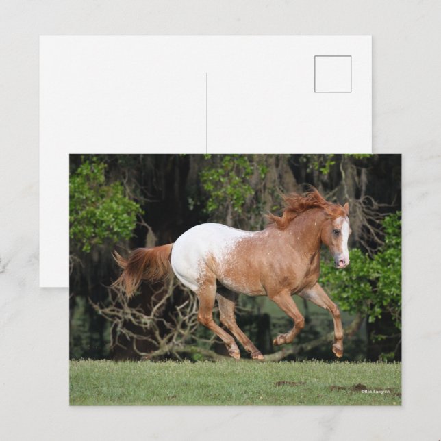 Bob Langrish | Appaloosa Running Postcard (Front/Back)