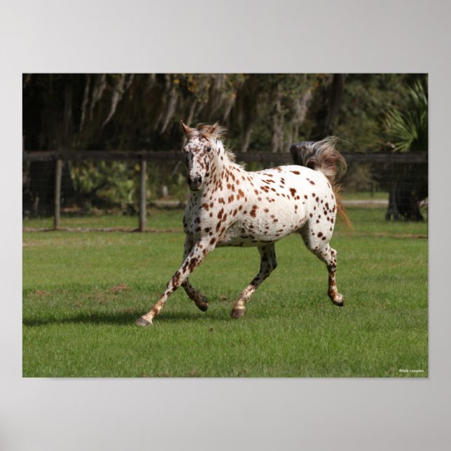 Bob Langrish | Appaloosa Running Poster (Front)