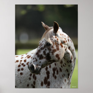 Bob Langrish   Appaloosa Standing Headshot Poster