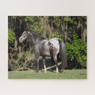 Bob Langrish Appaloosa Standing Jigsaw Puzzle