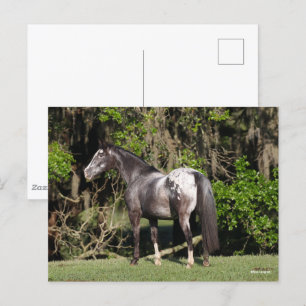 Bob Langrish Appaloosa Standing Postcard